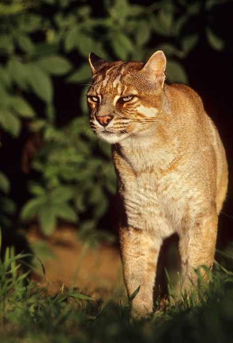 Temminck's or Asian Golden Cat (Pardofelis temmincki) Southeast Asia. Captive… Asian Golden Cat, Asian Animals, Wild Cat Species, Asian Cat, Golden Cat, Small Wild Cats, Cats Of The World, Wild Animals Photography, Cat Species