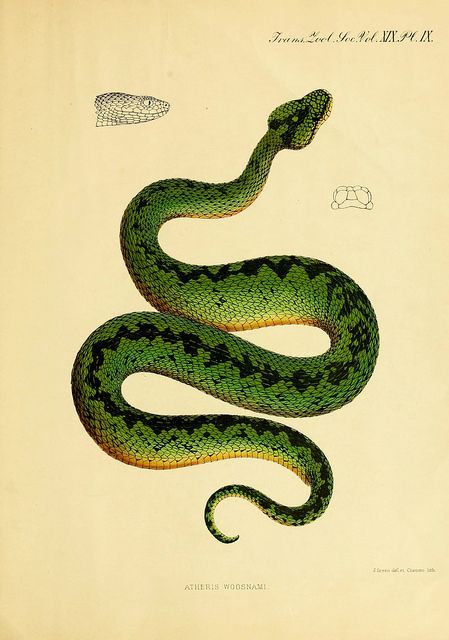 Bush Viper, Snake Images, Snake Illustration, Snake Drawing, Science Illustration, Beautiful Snakes, Snake Art, Snake Tattoo, Scientific Illustration