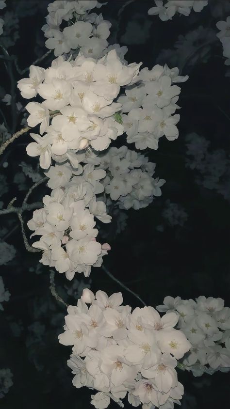 Simplistic Wallpaper, Theme Nature, Nothing But Flowers, Ethereal Art, Pretty Wallpapers Backgrounds, Ipad Wallpaper, Scenery Wallpaper, Of Wallpaper, Flower Wallpaper