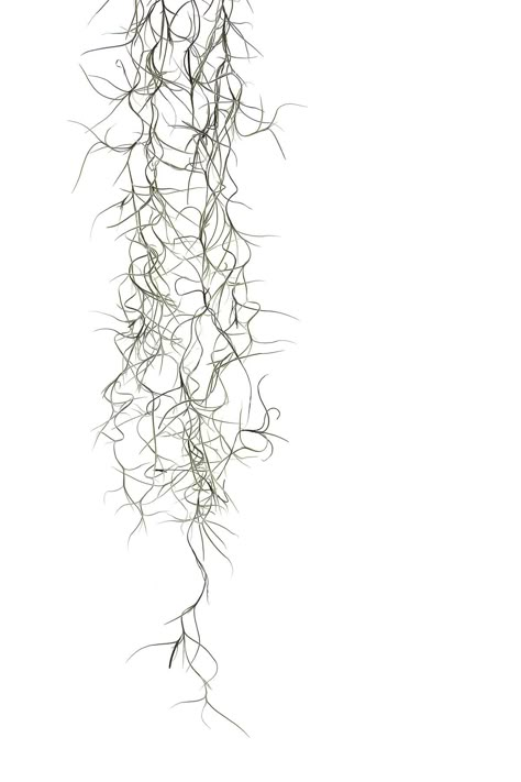 Louisiana Bayou, Plant Study, Sigil Tattoo, Shape Collage, Architecture Tattoo, Textile Prints Design, The Bayou, Spanish Moss, Plant Roots