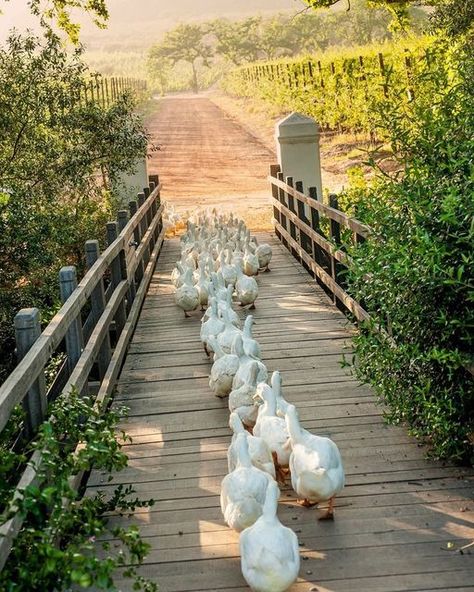 Country Living shared a post on Instagram: "Happy Sunday! Time to get your ducks all in a row. 🦆💫". Follow their account to see 7680 posts. Cottage Core Lifestyle, Country Living Magazine, Fairytale Photography, Hill Interiors, Cottage Core Aesthetic, Farmhouse Charm, Village Life, + Core + Aesthetic, Country Life