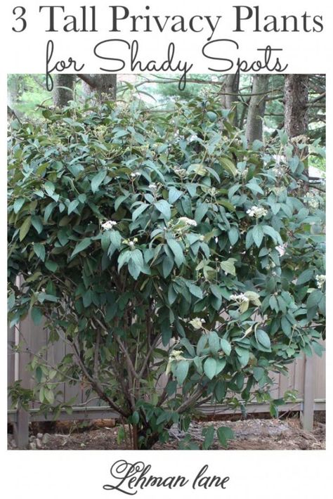 The Best 3 Tall Shrubs & Privacy Plants for Shade that Look Pretty Too - Lehman Lane Full Shade Shrubs, Tall Shade Plants, Privacy Screen Plants, Fast Growing Privacy Shrubs, Plants For Shady Areas, Plants That Like Shade, Evergreens For Shade, Part Shade Plants, Plants For Shade