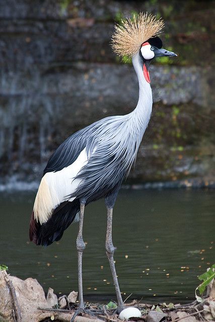 Grey Crowned Crane  PCC 2 - Reference Grey Crowned Crane, Crowned Crane, Most Beautiful Birds, Crane Bird, Exotic Bird, Extinct Animals, Bird Pictures, All Birds, Exotic Birds