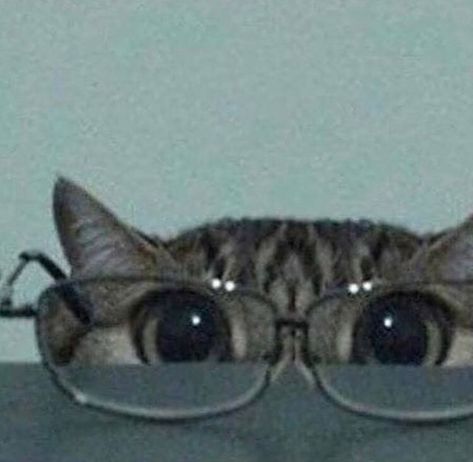 Glasses Cute, Cat Glasses, August 20, Cute Cat, Tags, On Instagram, Instagram