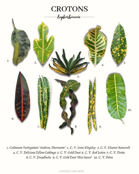 Plant Leaf Identification, Crotons Plants, Croton Plant, Plant Nanny, Plant Goals, Leafy Plants, Cottage Garden Design, Inside Plants, Healing Plants