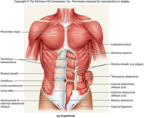 Superficial Abdominal Muscles Anatomy, Body Muscle Anatomy, Oblique Exercises, Muscle Diagram, Vocal Health, Anatomy Muscles, Anatomy Biology, Muscle System, Health And Self Care