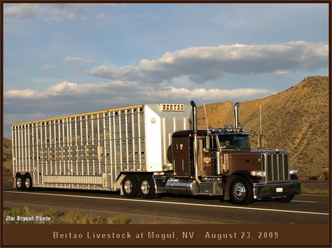 "The Bullboy" Before "We Call em "Bull Haulers" Out Feeder Cattle, Peterbilt 389, Big Rigs, Peterbilt, Truck Driver, Heavy Equipment, Wagons, Trucks, Vehicles