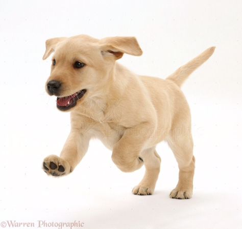 Lab Puppy Running, Yellow Labrador Puppy, Yellow Lab Puppy, Dogs Walking, Running Pictures, Labrador Retriever Puppy, Puppy Pose, Yellow Labrador Retriever, Dog Poses