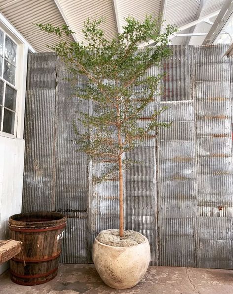 The Black Olive Tree tree is here – here's why you need one | Livingetc Olive Tree Care, Black Olive Tree, Rustic Garden Design, Growing Olive Trees, Dream Garden Backyards, Pools For Small Yards, Front Lawn Landscaping, Backyard Covered Patios, Rustic Planters