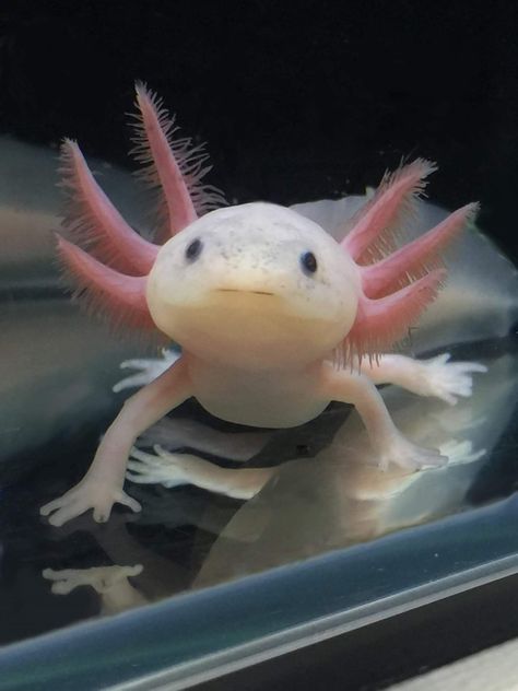 Axolotl Pfp, Aesthetic Axolotl, Axolotl Aesthetic, Axolotl Oc, Axolotl Pictures, Axolotl Wallpaper, Axolotl Tattoo, Aesthetic Fishing, Axolotl Art