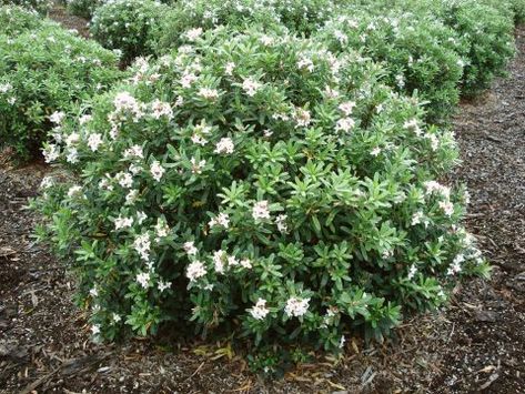 Daphne Eternal Fragrance = ‘Blafra’ - PlantHaven Daphne Eternal Fragrance, Daphne Shrub, Daphne Plant, Drought Tolerant Shrubs, Floribunda Roses, Fragrant Plant, Planting Shrubs, Garden Store, Buy Plants