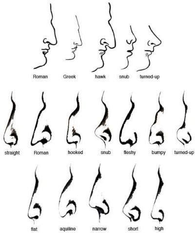 Nose Types Front View, Hook Nose Front View, Kinds Of Nose Shape, Types Of Nose Shape, Different Types Of Noses, Sharp Nose Tip, Noses Drawing, Types Of Noses, Greek Nose