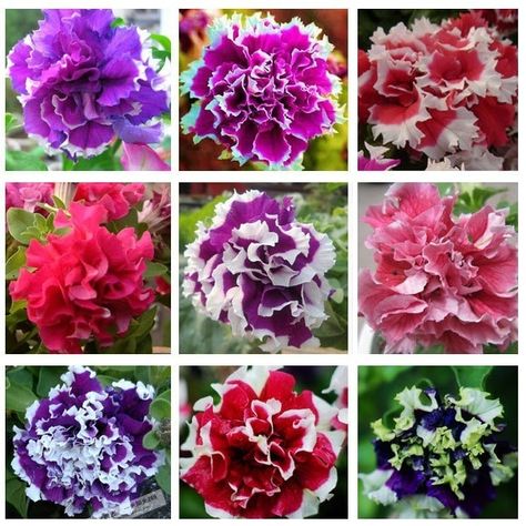 Petunia Seeds, Petunia Plant, Petunia Flower, Flower Seedlings, Bonsai Seeds, Bonsai Flower, Indoor Bonsai, Home Garden Plants, Bonsai Plants