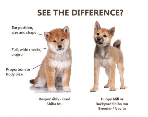 Shiba Inu Temperament - My First Shiba Inu Shiba Inu Funny, Shiba Inu Puppies, Dog Foto, Strongest Animal, Shiba Puppy, Shiba Inu Puppy, Poor Dog, Shiba Inu Dog, Black Lab Puppies