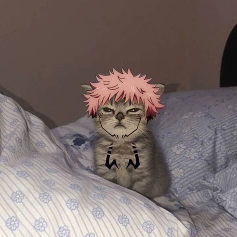 Pet Anime, Doflamingo Wallpaper, Anime Kitten, Silly Cats Pictures, Cat Icon, Dessin Adorable, Anime Cat, Funny Cute Cats, 영감을 주는 캐릭터