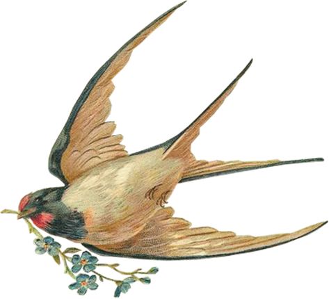 Vintage Bird Illustration, Barn Swallow, Victorian Scrap, Victorian Flowers, Images Vintage, Clip Art Vintage, Swallows, Vintage Tattoo, Antique Postcard