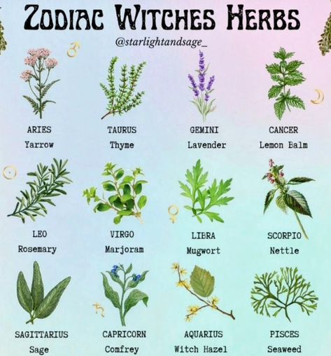 Zodiac Herbs, Medicinal Botany, Magickal Herbs, Zodiac Things, Witch Herbs, Healing Spirituality, Herbs And Flowers, Pisces And Sagittarius, Energy Healing Spirituality