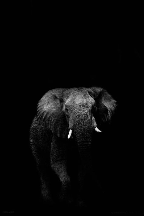 zero void Elephant Black And White, Elephant Photography, Elephant Wallpaper, Elephant Pictures, Elephant Love, Kamakura, Elephant Art, African Elephant, An Elephant