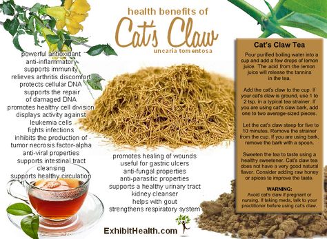 Health Benefits of Cat's Claw Immunity Juice, Cats Claw, Tomato Nutrition, Calendula Benefits, Fruit Health Benefits, Matcha Benefits, Lemon Benefits, Coconut Health Benefits, Stomach Ulcers