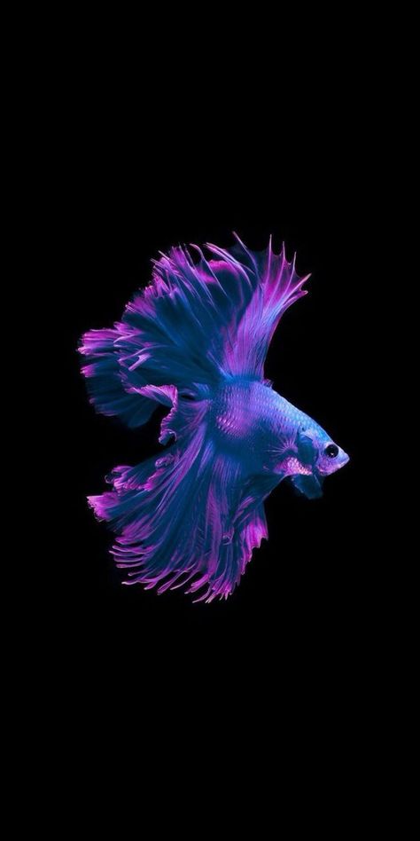 Betta Fish Tattoo, Beta Fish, Beautiful Sea Creatures, Fish Wallpaper, Fish Drawings, Exotic Fish, Blue Fish, Beautiful Fish, Fish Painting