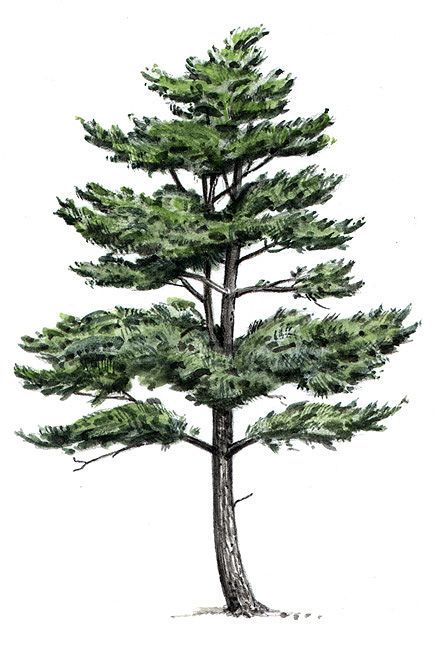 White Pine Tree Drawing, Pine Tattoo, Pine Tree Drawing, Pine Tree Art, White Pine Tree, Eastern White Pine, Tree Sketches, Celtic Tree Of Life, Nature Drawing