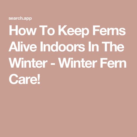 How To Keep Ferns Alive Indoors In The Winter - Winter Fern Care! How To Keep Ferns Alive In Winter, Asparagus Fern Care, Fern Care, Ferns Care, Potted Geraniums, Moisture Meters, Asparagus Fern, Overwintering, Dappled Light