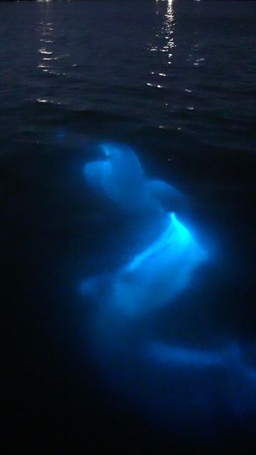 Josh Gravley on Instagram: "Bottlenose dolphin swimming through bioluminescence!   I can’t believe it’s been close to a year since I’ve filmed this dolphin dashing through bio in Florida. I’m looking forward to going back next month. It’ll be so exciting to see the Indian river lagoon glowing bright again with @spacecoastecotours   -  #bioluminescence #dolphin #biodolphin #florida #visitflorida #nature #travel #YesConserveFlorida #livetoexplore #visittheusa" Biolumenesent Ocean, Bioluminescence Water, Glowing River, Bioluminescent Creatures, Bioluminescent Animals, Dolphin Aesthetic, Glowing Sea, Dolphin Swimming, Indian River Lagoon