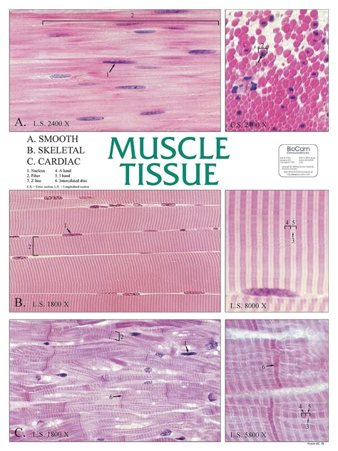 Muscle Tissue Anatomy, Tissues Anatomy, Tissue Biology, Medical Assistant Student, Human Tissue, Basic Anatomy And Physiology, Tissue Types, Medical Student Study, Medical Laboratory Science