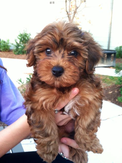 #yorkiepoo #dogs #cute this looks like Bella Yorkiepoo Puppy, Terrier Poodle Mix, Poodle Mix Breeds, Yorkie Poodle, Small Poodle, Yorkie Mix, Positive Dog Training, Designer Dogs, Dog Mixes