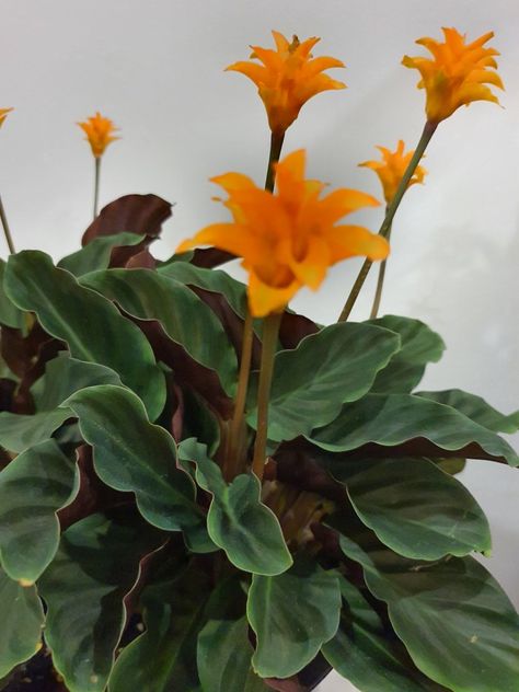 #calatheacrocata Calathea Crocata, Indoor Plant Display, Calathea Plant, Plant Mama, Plant Display, Garden Mini, Home Vegetable Garden, Backyard Inspo, Indoor Plant