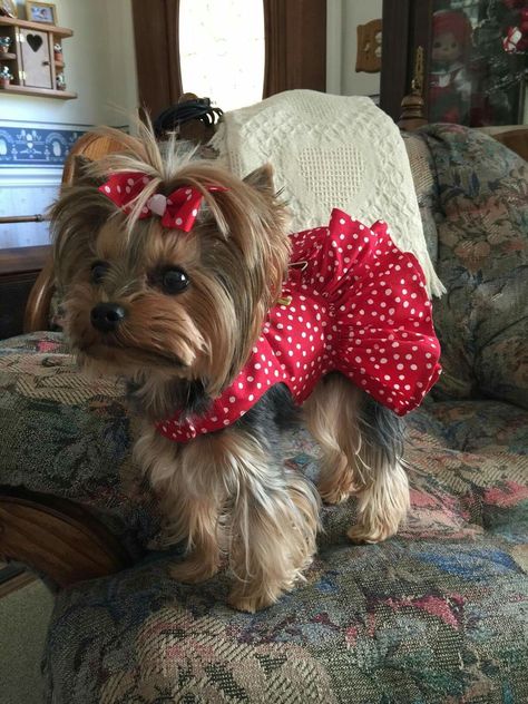 Girl Yorkie Haircut, Yorkie Puppy Care, Cute Red Dress, Dog Clothes Patterns Sewing, Yorkie Haircuts, Yorkie Clothes, Teacup Yorkie Puppy, Cute Small Dogs, Puppy Mom