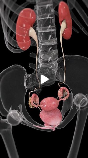 Human Body Organs Anatomy, Uterus Anatomy, Education Animation, Pregnancy Anatomy, Female Reproductive System Anatomy, Human Body Science Projects, Human Anatomy Female, Digestive System Anatomy, Inside Human Body