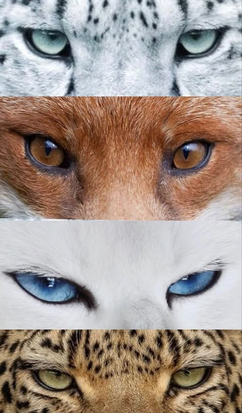 Animal Eye Close Up, Feline Eyes, Animals Eyes, Regard Animal, Eye Close Up, Animal Eyes, Wild Eyes, Beauty In Nature, Mythical Creatures Art