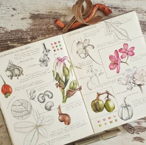 Sketch Book Plants, Plant Study Art, Biology Sketchbook, Herbarium Book Ideas, Nature Study Drawing, Herbarium Aesthetic, Botany Journal, Drawing Botanicals, Aesthetic Research