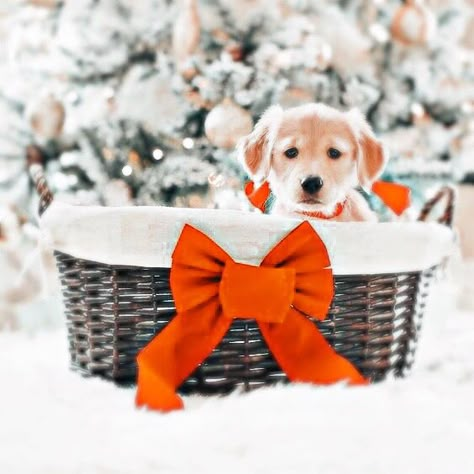 Preppy Xmas, Dog Pfp, Dog Christmas Photos, Christmas Collage, Preppy Christmas, Cute Christmas Wallpaper, Baby Animals Pictures, Cute Dog Pictures, Santa Paws