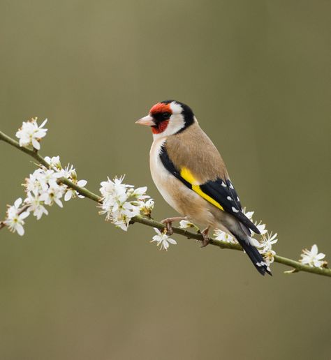 Goldfinch on Blossom Goldfinch Aesthetic, Goldfinch Art, Goldfinch Illustration, Female Goldfinch, Goldfinch Photography, Sketch Tips, Goldfinch Bird, Pencil Techniques, Nature Camping