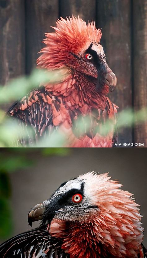 Red (usually from rubbing mud/dirt on its feathers) Bearded Vulture - That creature is a living artifact! Red Bearded Vulture, Dessin Game Of Thrones, Bearded Vulture, Regard Animal, Different Birds, Animal Study, Interesting Animals, Unusual Animals, Rare Animals