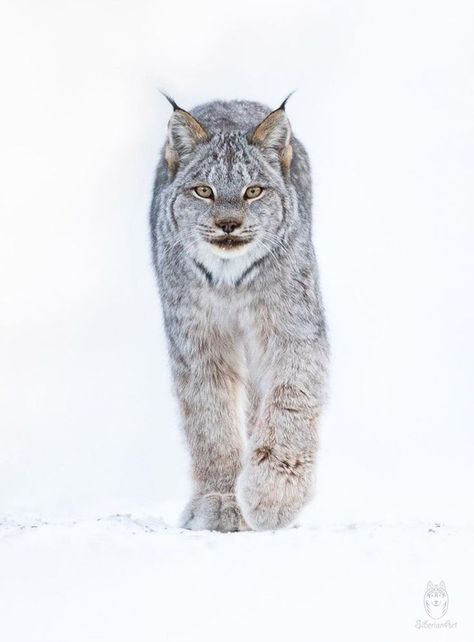 Canada Lynx, Eurasian Lynx, Tiger Images, Animal Masks, Animal Sketches, Anime Cat, Cat Aesthetic, Lynx, Animal Photo