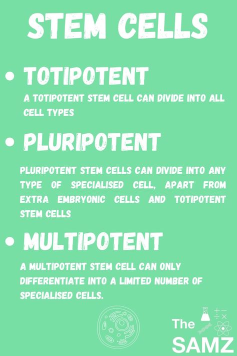 A simple explanation of stem cells Stem Cell Notes, Stem Cells Notes, Cell Notes, Muscle Cell, Types Of Blood Cells, Romanticizing Studying, Interesting Science Facts, Bible Topics, 8th Grade Science