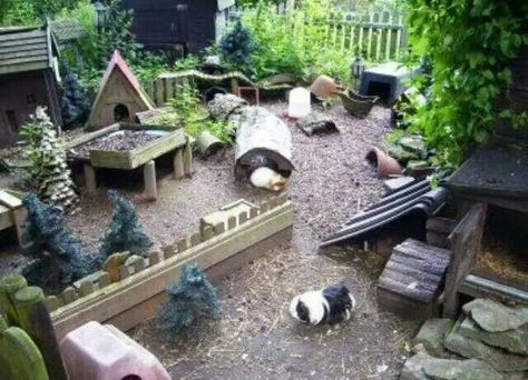 ♡                                                                                                                                                                                 Plus Rabbit Playground, Guinea Pig Run, Rabbit Enclosure, Guinea Pig Hutch, Guinea Pig House, Pig House, Rabbit Cages, Guinea Pig Care, Bunny House