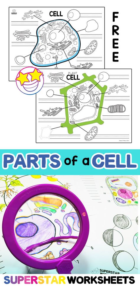 Parts Of A Cell Worksheet, Cell Structure And Function Worksheet, Plant And Animal Cell Activities, Plant Vs Animal Cell Diagram, Parts Of A Cell Project, Parts Of A Cell Activity, Plant And Animal Cell Project, Cell Membrane Activity, Plant Cell Activity