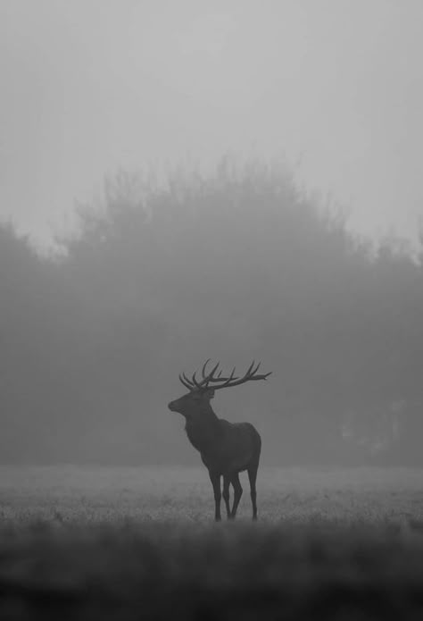 Elk Aesthetic Dark, Deer Aesthetic Dark, Gazelle Wallpaper, Duck Hunting Wallpaper, Elk Aesthetic, Stag Aesthetic, Elk Wallpaper, Night Sky Artwork, Stag Animal