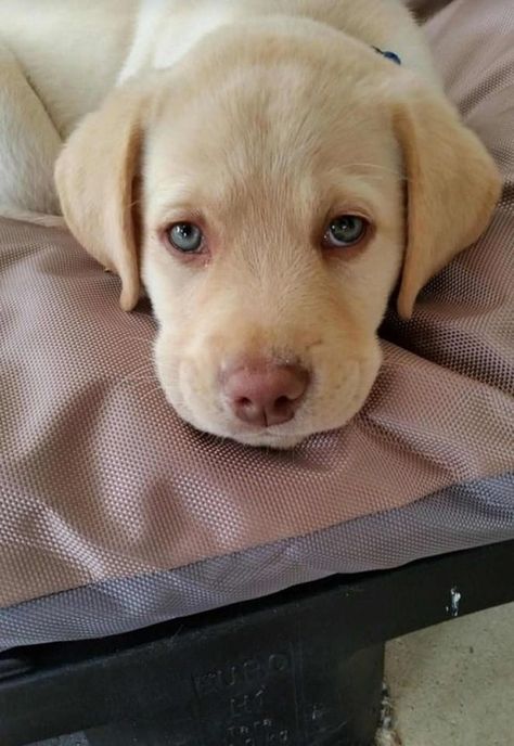 Dudley Labrador, Puppy Photography, Really Cute Puppies, Lab Dogs, Labrador Retriever Puppies, Orthopedic Dog Bed, Staring At You, Pretty Dogs, Lab Puppies