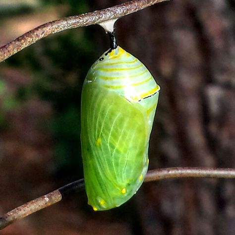 Monarch butterfly pupa Butterfly Larva, Shape Games For Kids, Sunset Rollercoaster, Butterfly Pupa, Madam Butterfly, Stages Of A Butterfly, Bee Crafts For Kids, School Kids Crafts, Bugs Life