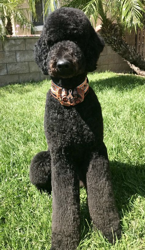 Fancy boy Black Goldendoodle Haircuts Teddy Bears, Labradoodle Haircuts, Standard Poodle Cuts, Doodle Cuts, Standard Poodle Haircuts, Teddy Bear Poodle, Poodle Haircuts, Poodle Haircut Styles, Goldendoodle Haircuts