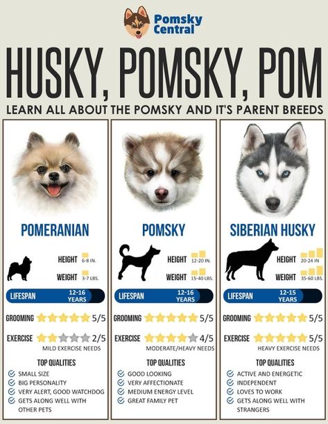 Pomsky Dog, Puppy Checklist, Pomsky Puppies, Fox Dog, Designer Dogs, Cutest Puppies, Hybrid Dogs, Dog Info, Pomeranian Dog