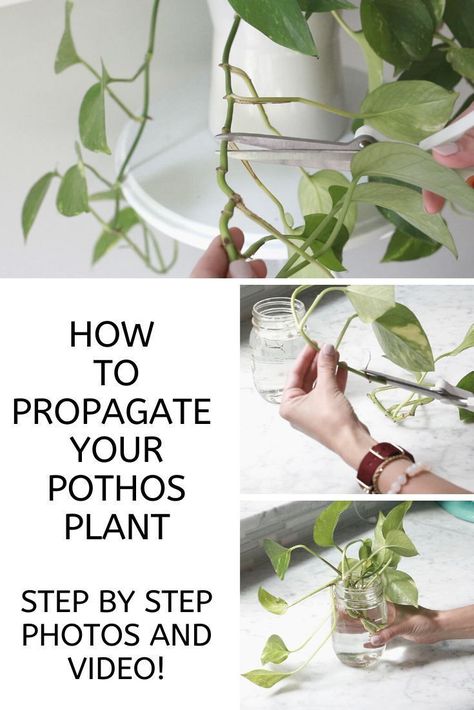 Pathos Plant, Photos Plant, Pothos Plant Care, Pothos Plants, Plant Care Houseplant, Inside Plants, Indoor Plant Care, Pothos Plant, Plant Ideas