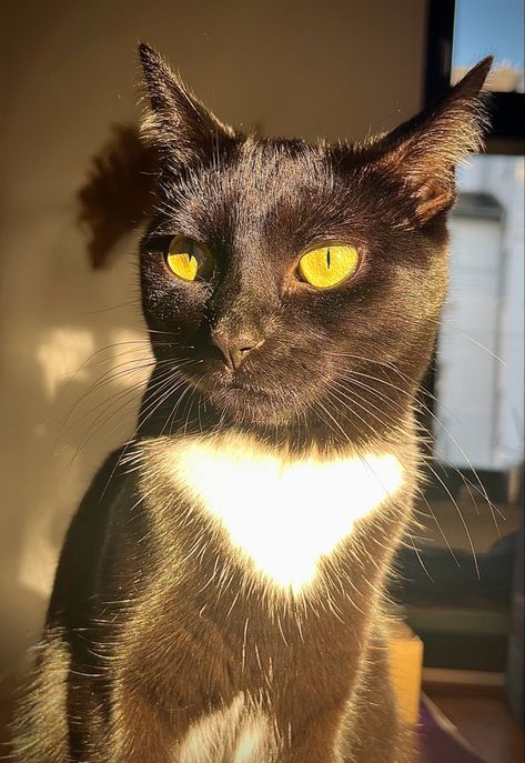 Cat In Sunlight, Black Cat, Animals, Black