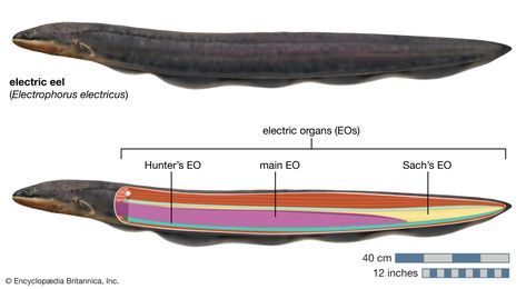 eel eel is a largest monster fish in a Atlantic ocean eel bigger then a 768 killer whales Eel Anatomy, Log Image, Rainforest Ecosystem, Monster Fish, Electric Eel, Seed Dispersal, Water Flood, Monster Fishing, Electric Field