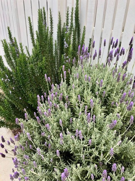 French Lavender Garden, Rosemary Garden, Lavender Hedge, Lavender Garden, White Picket Fence, Growing Tips, Rosmarinus Officinalis, Victoria Park, French Lavender